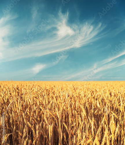 golden ripe wheat on field in sunset time and dark blue sky with clouds