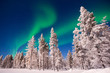 Northern lights snowy trees landscape, Aurora Borealis in Lapland, Finland