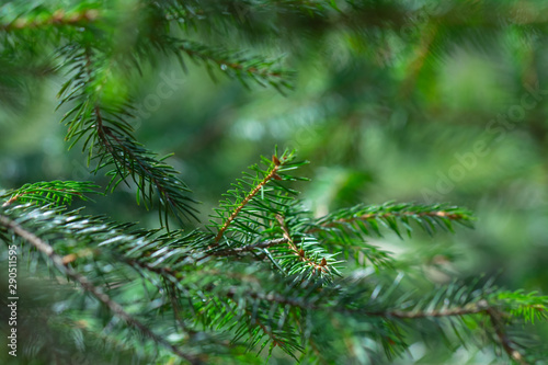 Green evergreen background.