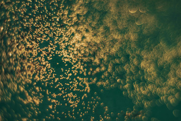 Poster - Beautiful abstact  light bokeh on a green background.