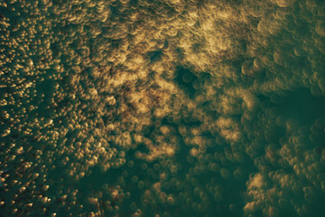 Poster - Beautiful abstact  light bokeh on a green background.