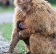 Gibraltar Monkey Baby Sucking Off Her Mother's Tit