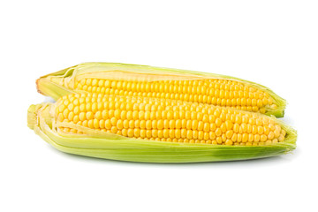 Two ears of corn isolated.