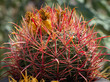 Desert Barrel Cactus with Red Needles