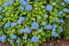 Beautiful Blue Hydrangea Shrub Blooming In The Summer