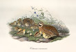 © Mannaggia - Quail with partner and children outdoor on a grassy and stony ground. Vintage style hand colored and detailed illustration of Common Quail (Coturnix coturnix). By John Gould, In London 1862 - 1873
