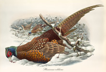 Dead Pheasant After Beeng Trapped In The Snow With A Wire. Vintage Style Detailed Watercolor Illustration Of Common Pheasant (Phasianus Colchicus. By John Gould Publ. In London 1862 - 1873