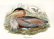 Heron brooding hidden in the high grass near to a pond. Vintage watercolor style illustration of Purple Heron (Ardea purpurea). By John Gould publ. In London 1862 - 1873