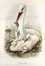 White Stork (Ciconia Ciconia) In A Nest, Fooding Its Children With A Frog. Vintage Style Detailed Watercolor Illustration By John Gould Publ. In London 1862 - 1873