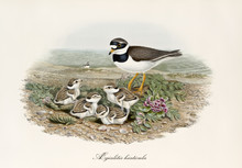 Common Ringed Plover (Charadrius Hiaticula) Bird Oversees Its Little Children On The Ground With A Little Grass. Detailed Vintage Style Watercolor Illustration By John Gould. London 1862 - 1873