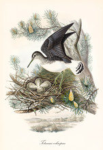 Green Sandpiper (Tringa Ochropus) Bird Landing On A Pine Branch To Overseeing Its Eggs In The Nest. Detailed Vintage Watercolor Art By John Gould Publ. In London 1862 - 1873