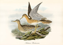 Couple Of Orangish Black Dotted Upland Sandpiper (Batramia Longicauda) Posing On A Little Aquatic Vegetation, One Of Them Keeps Spread Wings. Detailed Art By John Gould Publ. In London 1862 - 1873