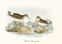 Couple Of White-Rumped Sandpiper (Calidris Fuscicollis) Birds Posing On Two Little Rocks Emerging From The Water Of A Pond. Detailed Vintage Watercolor Art By John Gould Publ. In London 1862 - 1873