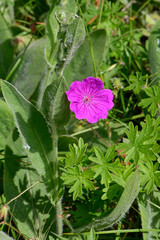 Poster - rosa Malvenblüte