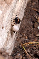 Wall Mural - Griechische Fettspinne / Falsche Schwarze Witwe (Steatoda paykulliana) mit Kokons - black spider / false widow with Cocoon, Greece