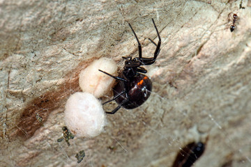 Sticker - Griechische Fettspinne / Falsche Schwarze Witwe (Steatoda paykulliana) mit Kokons - black spider / false widow with Cocoon, Greece