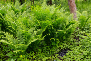 Sticker - Green fern in a forest