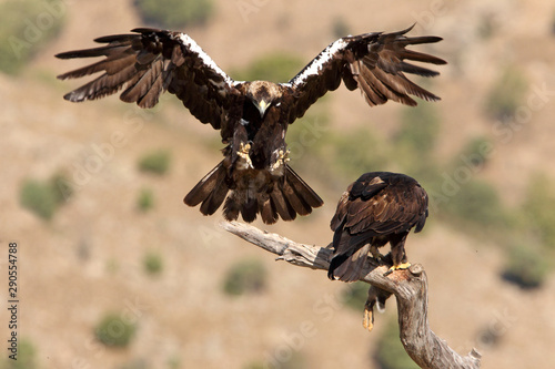 Male And Female Of Spanish Imperial Eagle Aquila Adalberti