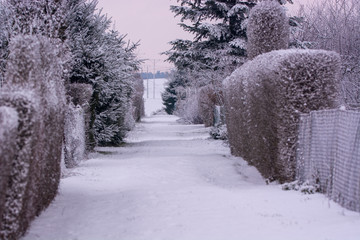 Wall Mural - winter landscape