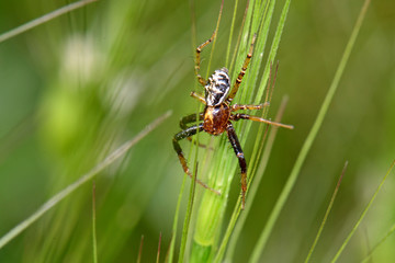 Poster - crab spider / Busch-Krabbenspinne, Wald-Krabbenspinne (Xysticus lanio), Greece / Griechenland