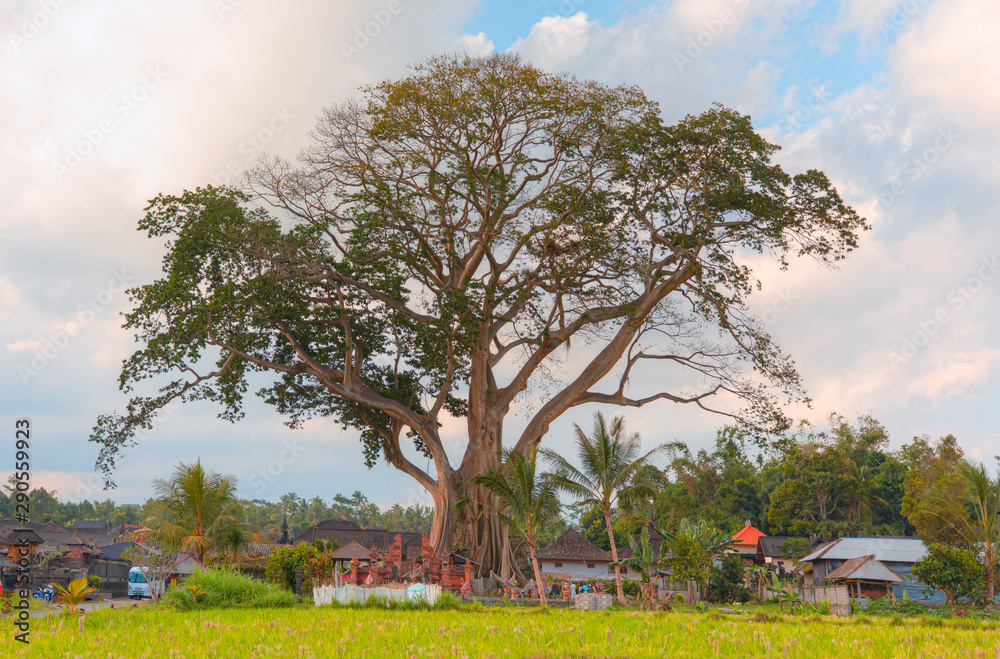 Banyan tree 500 hundreds years old - Kayu Putih Tourism is located in ...
