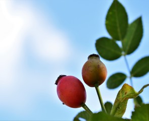 Wall Mural - red apple on a tree