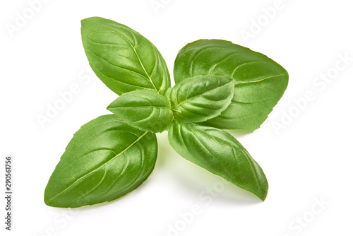 Cuadros en Lienzo Sweet basil herb leaves, isolated on white background