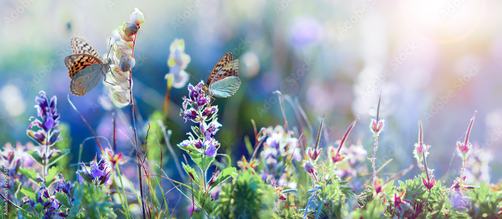 wild flowers and grass closeup, horizontal panorama photo - obrazy, fototapety, plakaty 