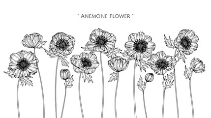 Wall Mural - anemone flower and leaf drawing illustration with line art on white backgrounds.
