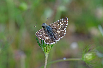 Canvas Print - Kleiner Würfel-Dickkopffalter / Malven-Würfelfleck (Pyrgus malvae) - Grizzled skipper