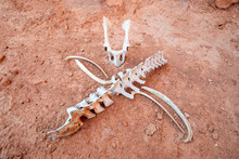 USA, Nevada, Clark County, Gold Butte National Monument, A Wild Burro Skull And Crossbones Made From A Spine Segment And Rib Bones. Death Warning Sign Beware.