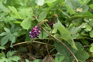 Poster - Kudzu flowers / In Japan, kudzu roots are used as a material for sweets and used as a raw material for herbal medicine.