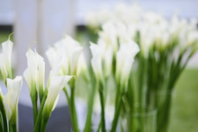 Beautiful White Calla Lily Flower. Wedding Decor