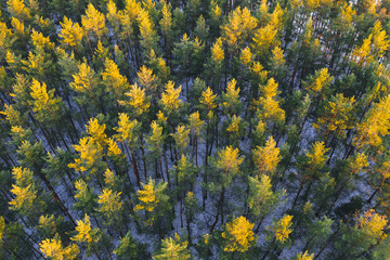 Wall Mural - Aerial view of pine trees with lighted treetops in winter season at sunset. Beautiful coniferous forest in Central Russia