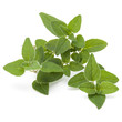 © Natika - Oregano or marjoram leaves isolated on white background cutout