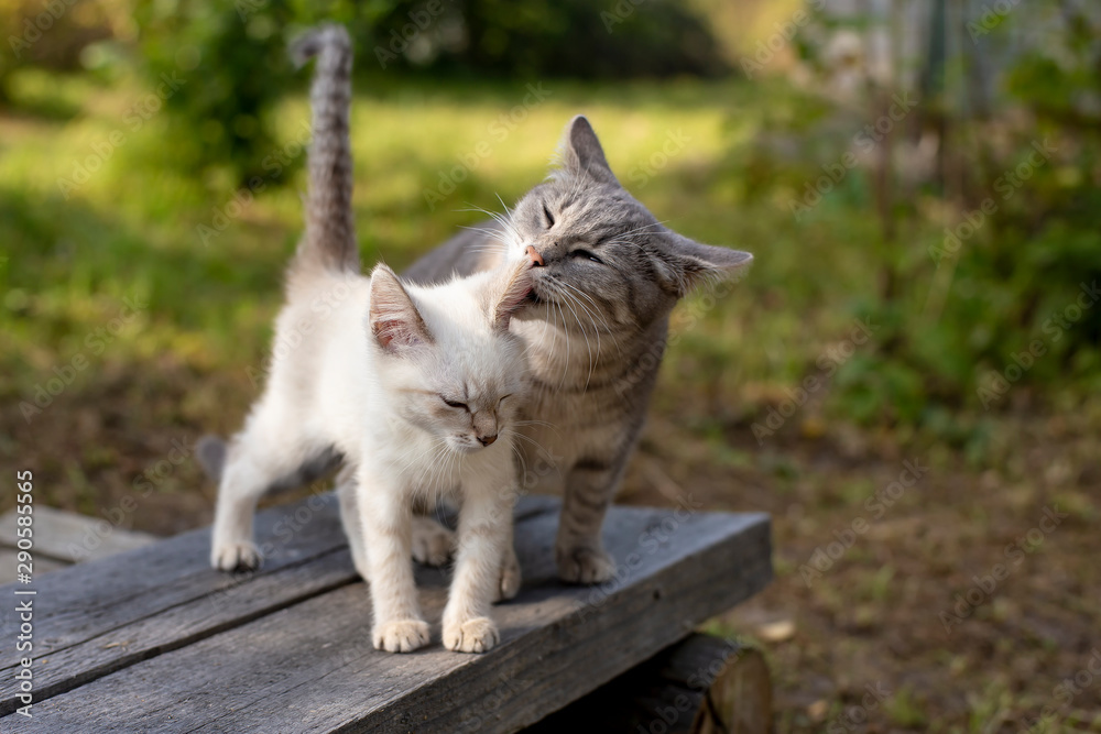 Caring mom cat licking a kitten, in the village, outdoors. - obrazy, fototapety, plakaty 