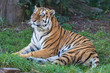 Amur tiger lies and looks forward