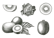 Antique Engraving Illustration Of Kiwi Fruit Collection Hand Draw Vintage Style Black And White Clip Art Isolated On White Background