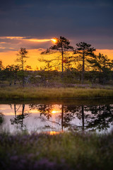 Swamp during sunrise with dramatic blue sky in Kemeri national park, Latvia. (high ISO image)