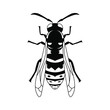 Insect wasp, black wasp silhouette. A stinging insect, an insect pest. Flat design. Vector