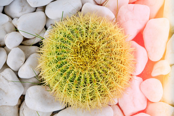 Wall Mural - Big green cactus with yellow thorns in the sunlight, top view. Cactus grows among white stones, close-up.