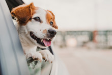 Cute Small Jack Russell Dog In A Car Watching By The Window. Ready To Travel. Traveling With Pets Concept