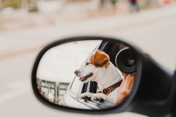 Wall Mural - young woman taking a picture with camera on rear mirror of her cute small jack russell dog watching by the window. Ready to travel. Traveling with pets concept