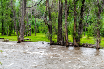 Wall Mural - Redstone highway 133 in Colorado during summer with flowing Crystal river by trees