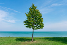 Single Green Tree Along The Shore Of Lake Michigan In Uptown Chicago