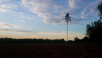  Large clear space for planting eucalyptus