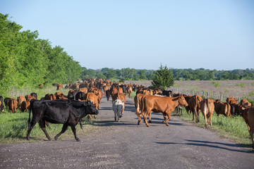 Moving cattle