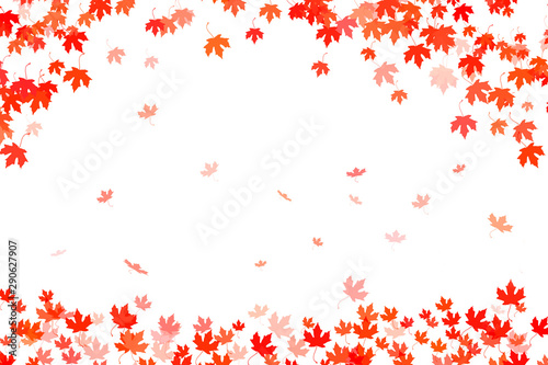 Multi colored autumn leaves background