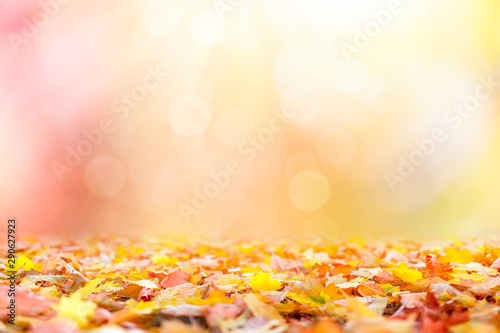 Golden autumn sunset with multi colored tree leaves background with copy space