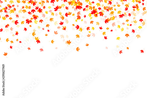 Multi colored autumn leaves on white background
